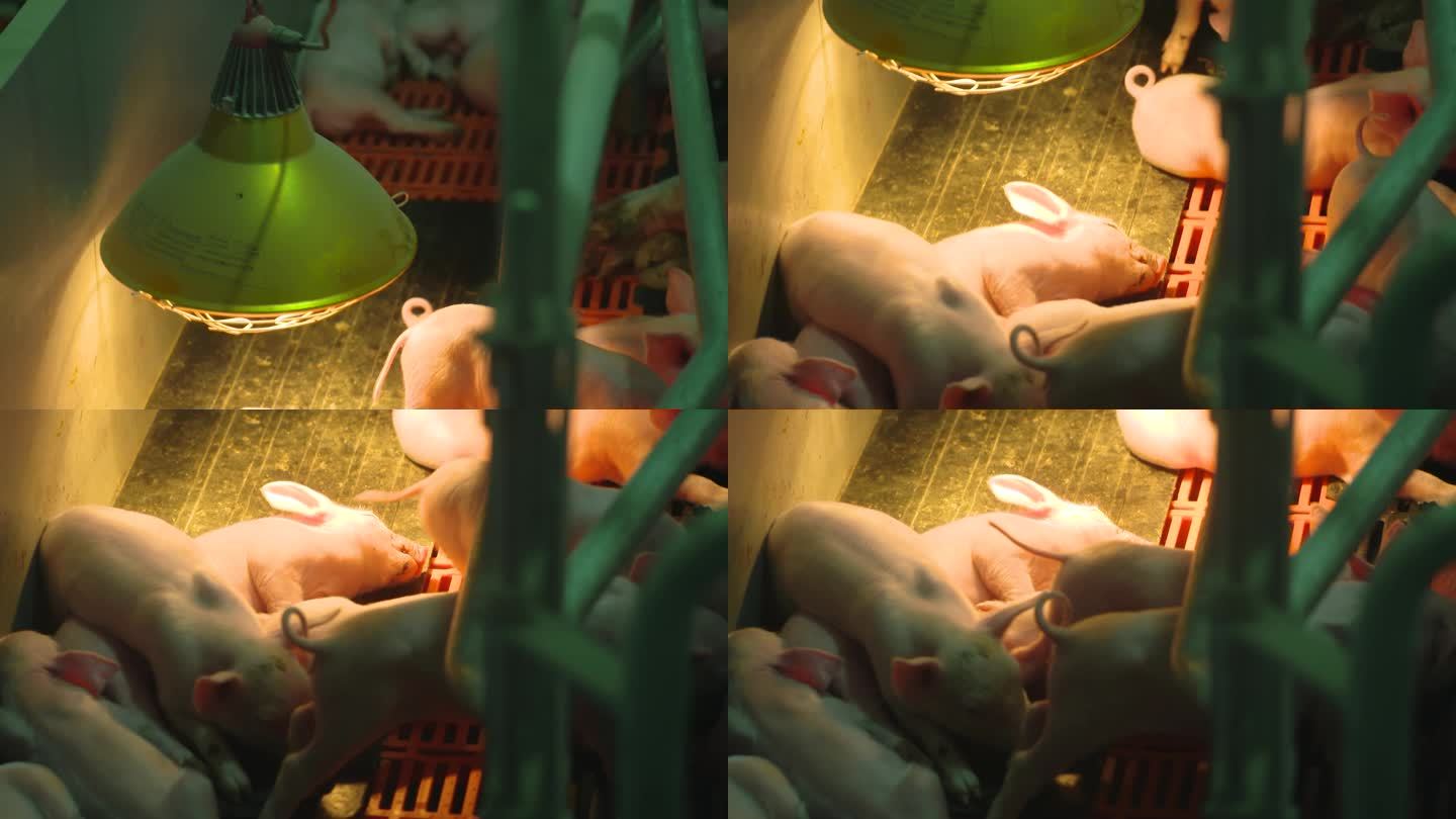 养猪场一群小猪崽吃饭睡觉玩耍
