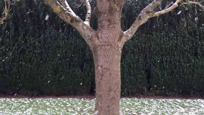 雪中常见的灰树干/树皮