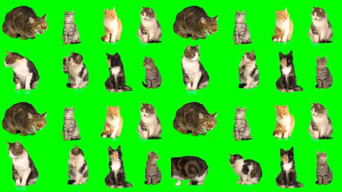 Cat设置隔离屏绿幕动画猫咪
