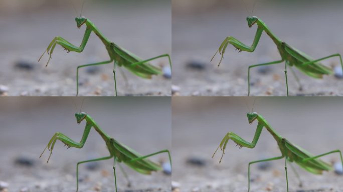 昆虫螳螂微距特写镜头4k素材