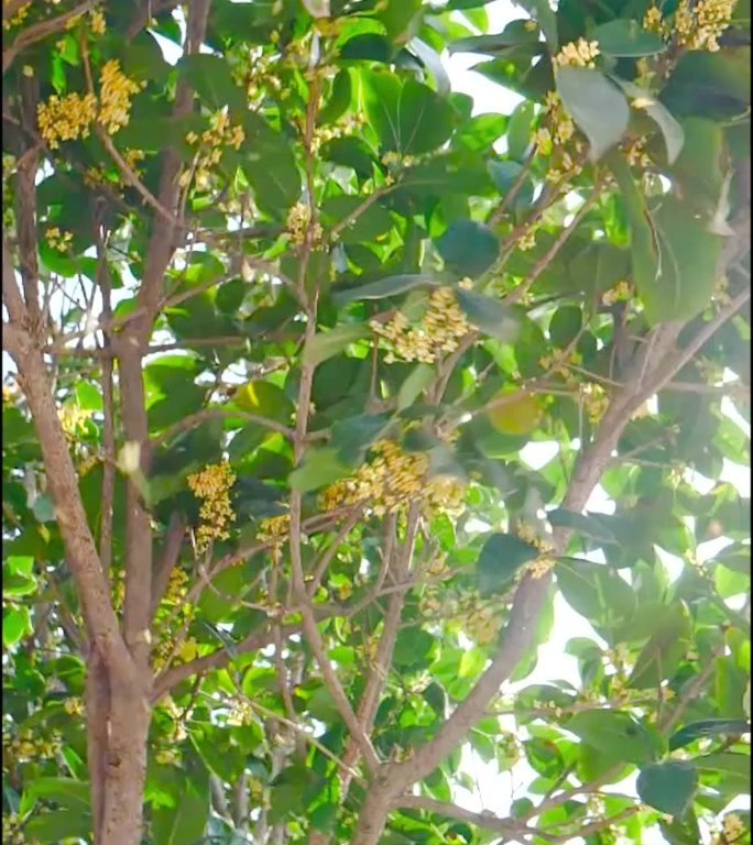 桂花 桂花特写 桂花树