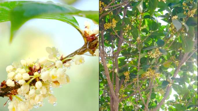 桂花 桂花特写 桂花树