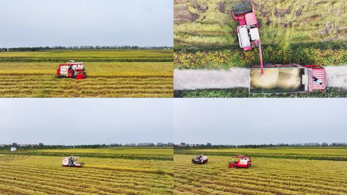 水稻机械化收割视频合集