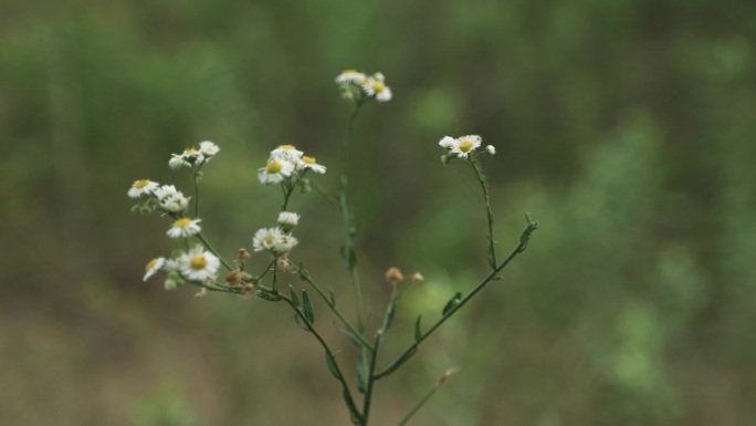 草原自然生长的花朵。美丽的，戏剧性的白色和黄色的野花。在电影的慢动作中，花儿在风中飞舞。