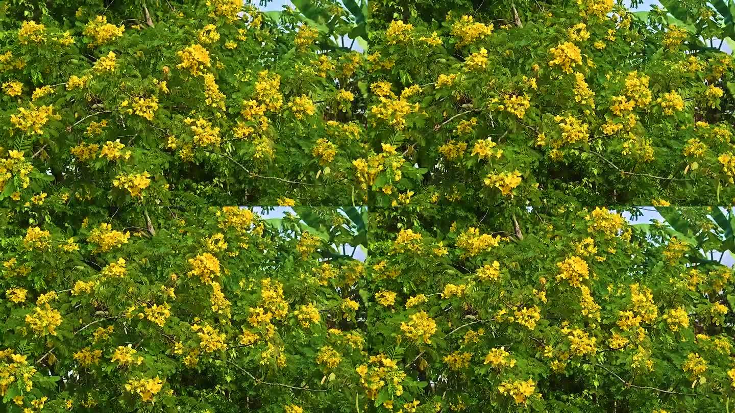 风吹路边黄花摇曳