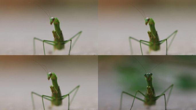 昆虫动物螳螂刀螂生态环境特写4k素材