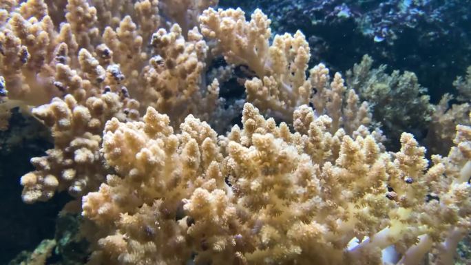 海洋珊瑚在水下移动得很漂亮