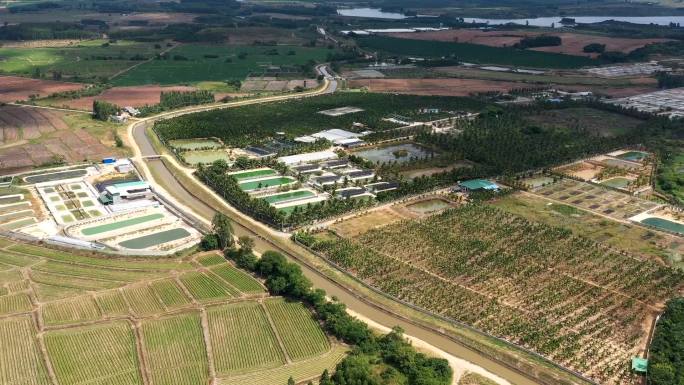 鳄鱼养殖 鳄鱼 养殖基地航拍