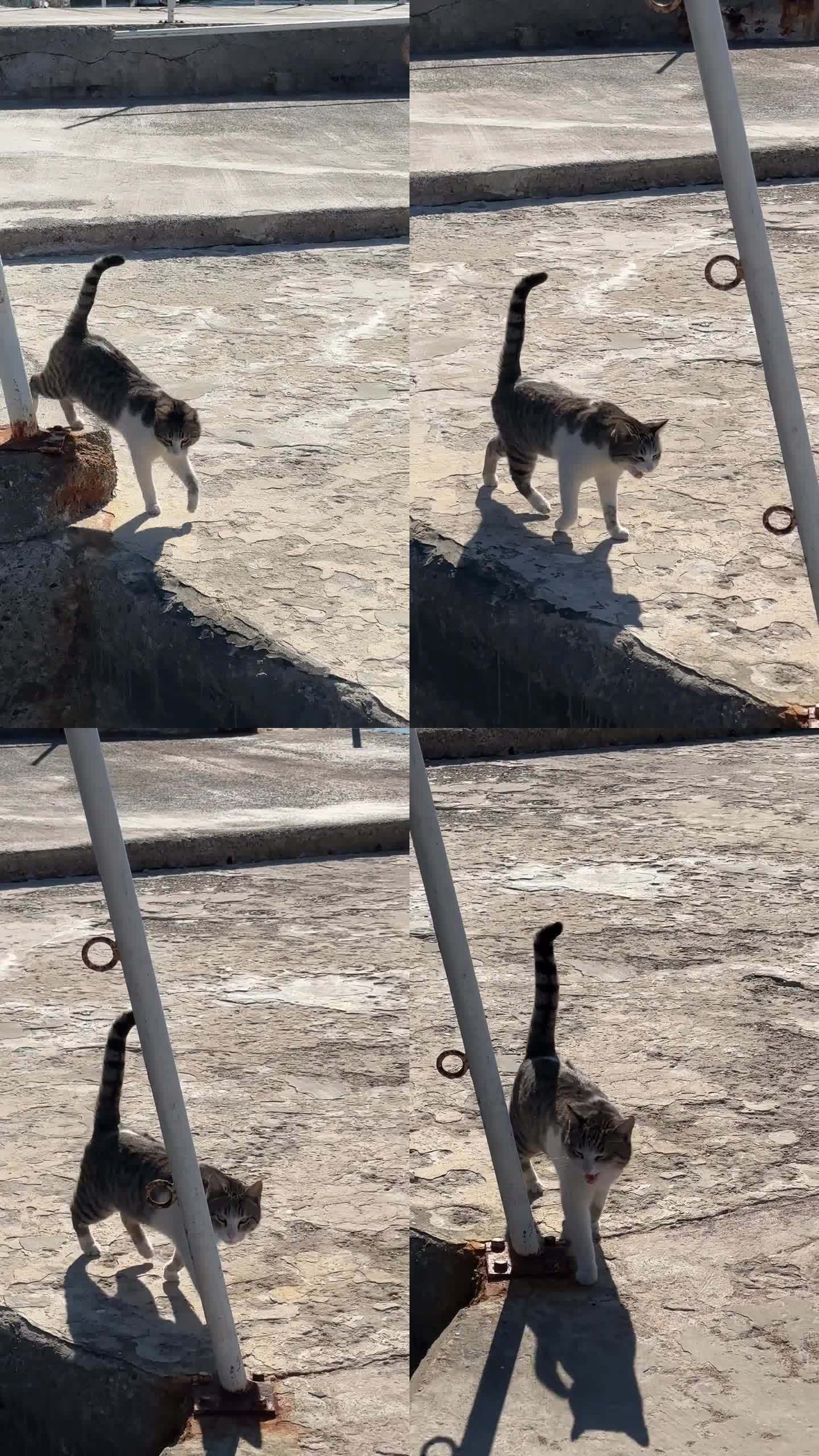 一只可爱的流浪猫在码头附近游荡，想抓鱼。