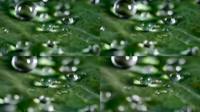 水珠露珠质感唯美慢镜头三农绿叶水滴大自然