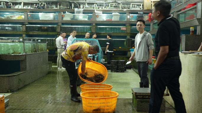 海鲜市场 售卖鲍鱼 鲍鱼 皇金鲍 大鲍鱼