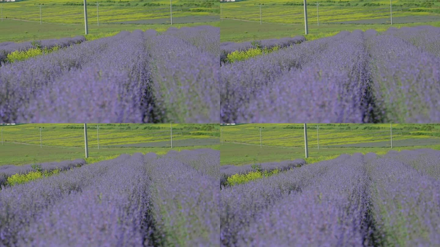 紫色的薰衣草