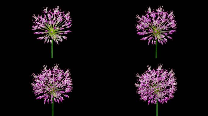 用Alpha哑光通道在黑色背景上隔离盛开的大紫葱花的时间推移。随着时间的推移栽培装饰大蒜花绽放侧视图