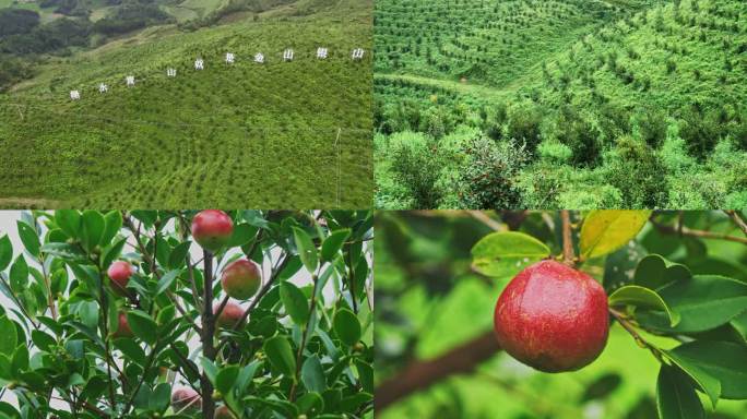 茶油 油茶种植