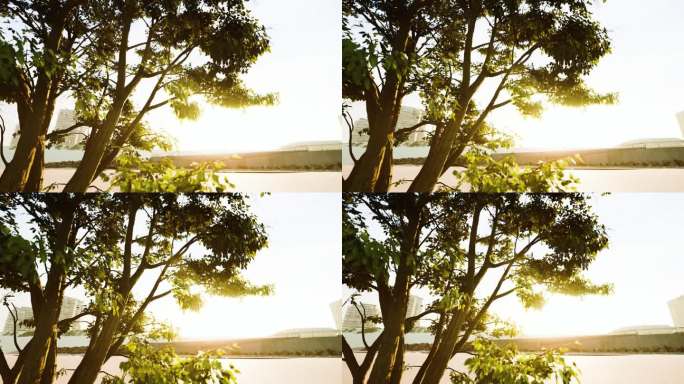 清晨温暖的阳光透过一棵大树投射出强烈的光芒