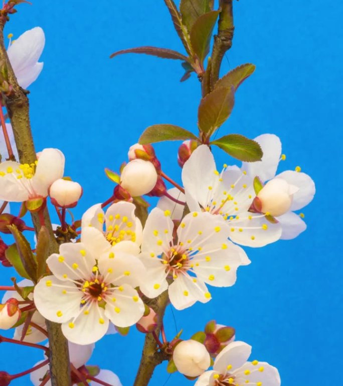 4k垂直延时的一棵梅树的花朵绽放和生长在蓝色的背景。梅花盛开的花朵。垂直延时9:16比例手机和社交媒