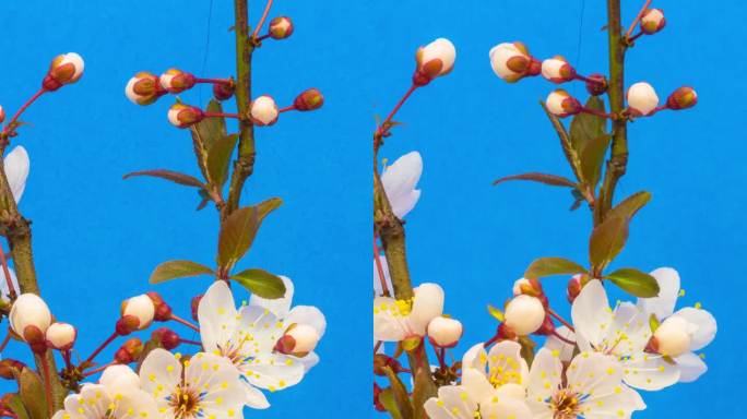 4k垂直延时的一棵梅树的花朵绽放和生长在蓝色的背景。梅花盛开的花朵。垂直延时9:16比例手机和社交媒