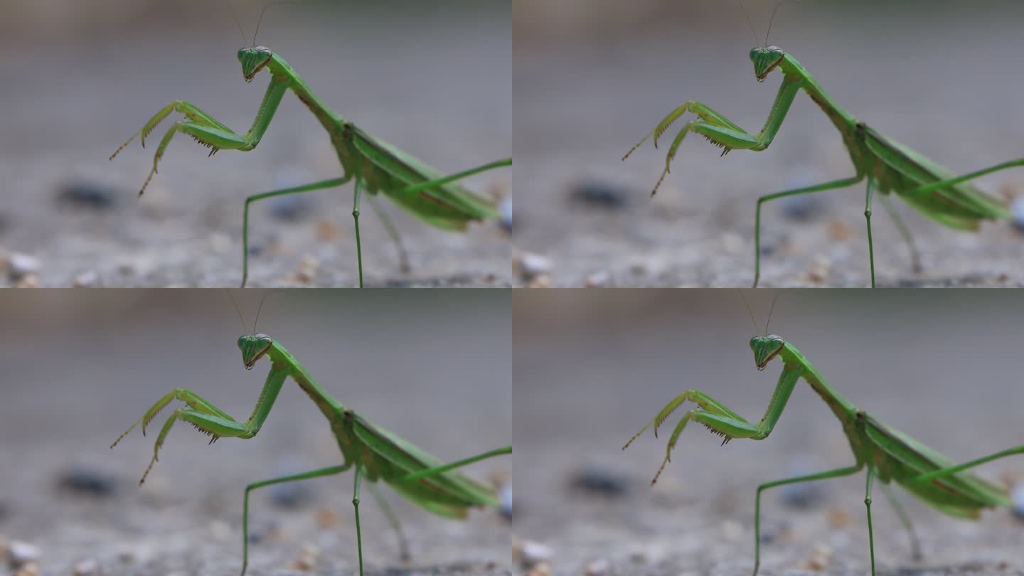 昆虫螳螂微距特写镜头4k素材