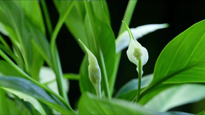 延时拍摄 一帆风顺 白掌 白鹤芋 开花