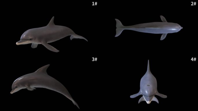 五款海豚游泳视频素材合集带通道