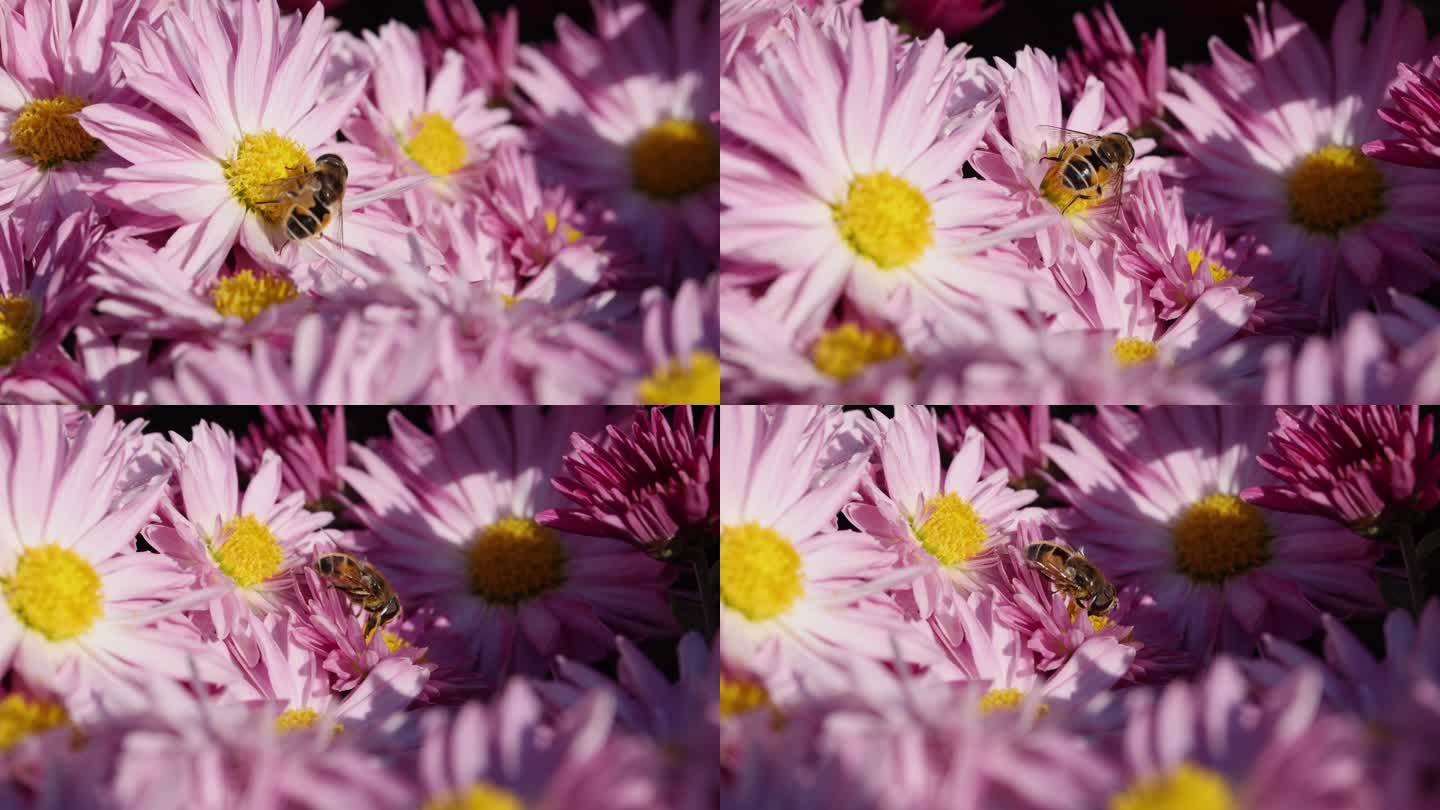 花与蜜蜂005