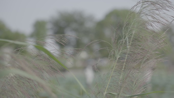 芦花芦苇在蓝天下随风飘荡