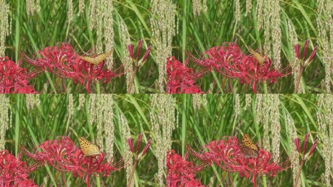 豹纹蝴蝶在高根花上。背景是稻穗。
