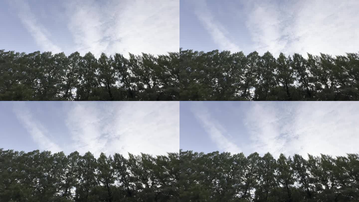 一排雄伟的树木沿着屏幕的下半部分，蓝色多云的天空在上半部分，复制空间添加文本-背景