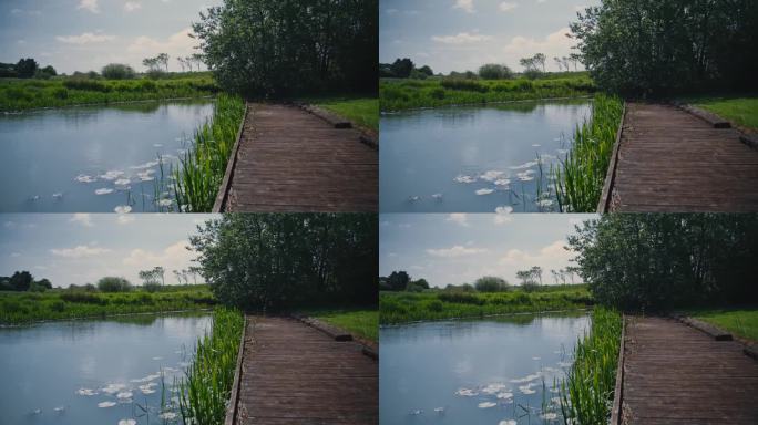 池塘与水生植物旁边的木码头，跟踪电影镜头