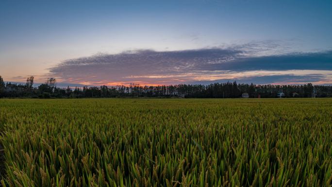 稻田夕阳延时素材