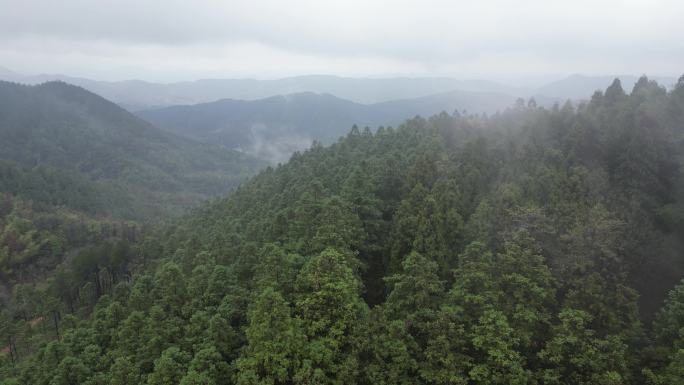 大自然绿色植物森林蜿蜒盘山公路云雾缭绕