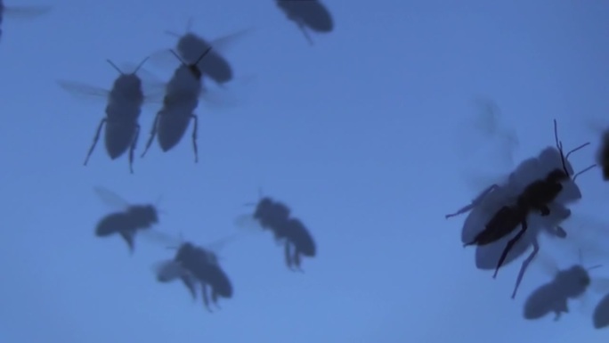 一大群蜜蜂在蓝天的衬托下飞翔。夏天的一天，一群昆虫到处乱跑