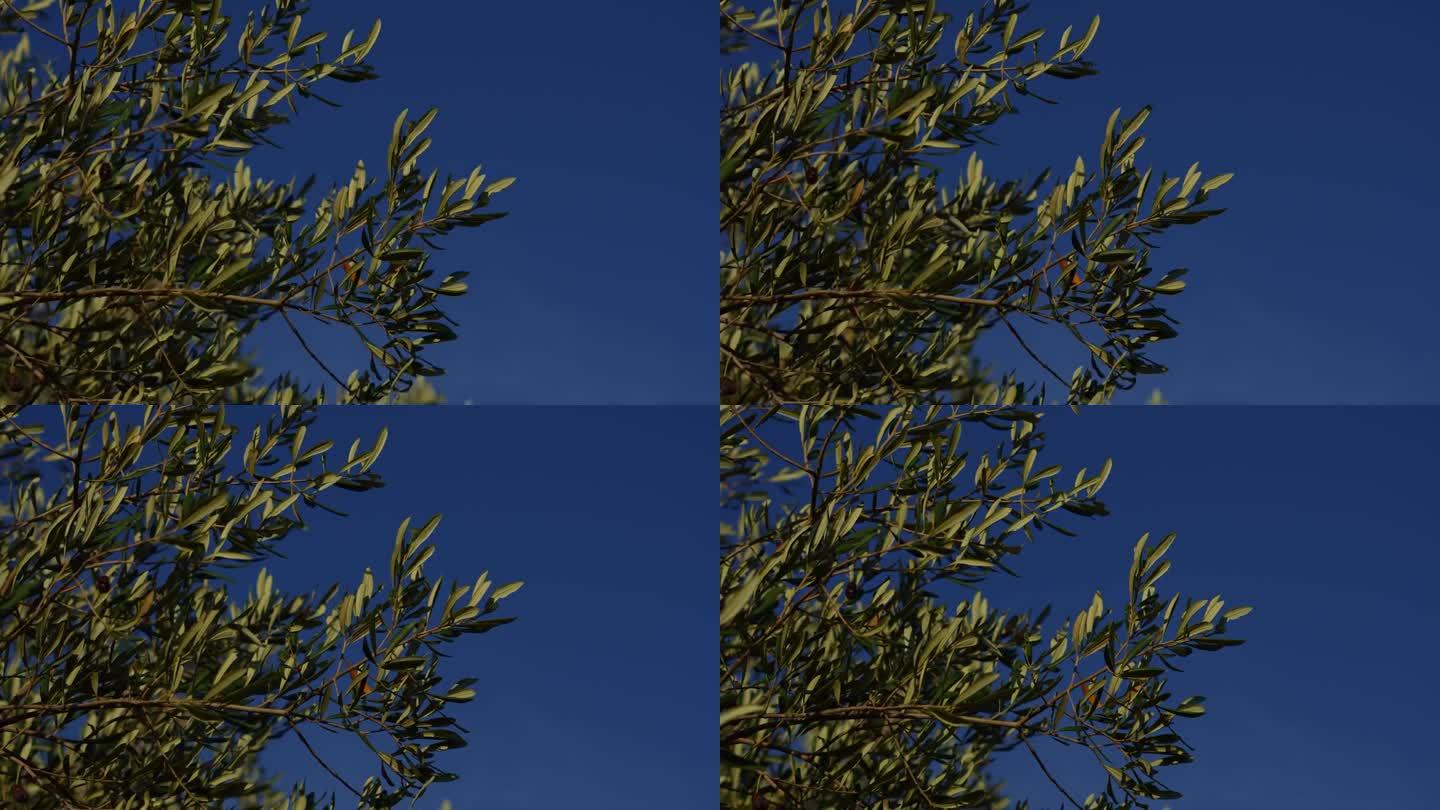 橄榄树植物与天空背景在4k