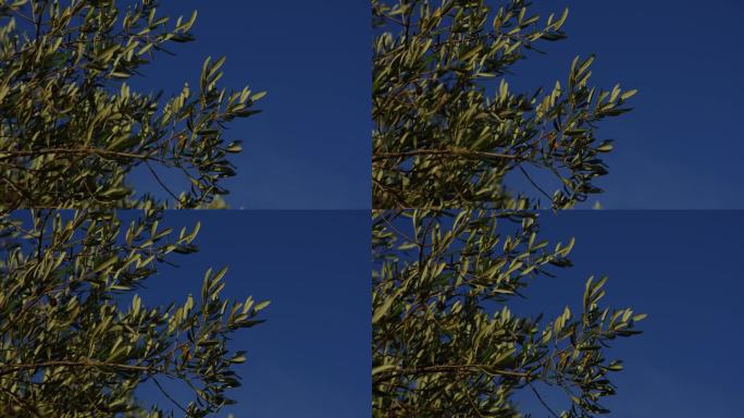 橄榄树植物与天空背景在4k