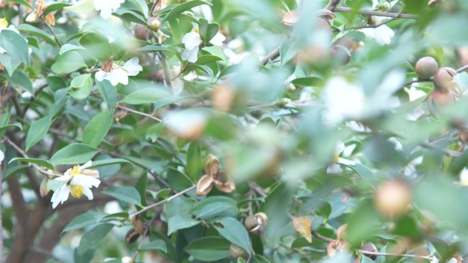 油茶树油茶果油茶林