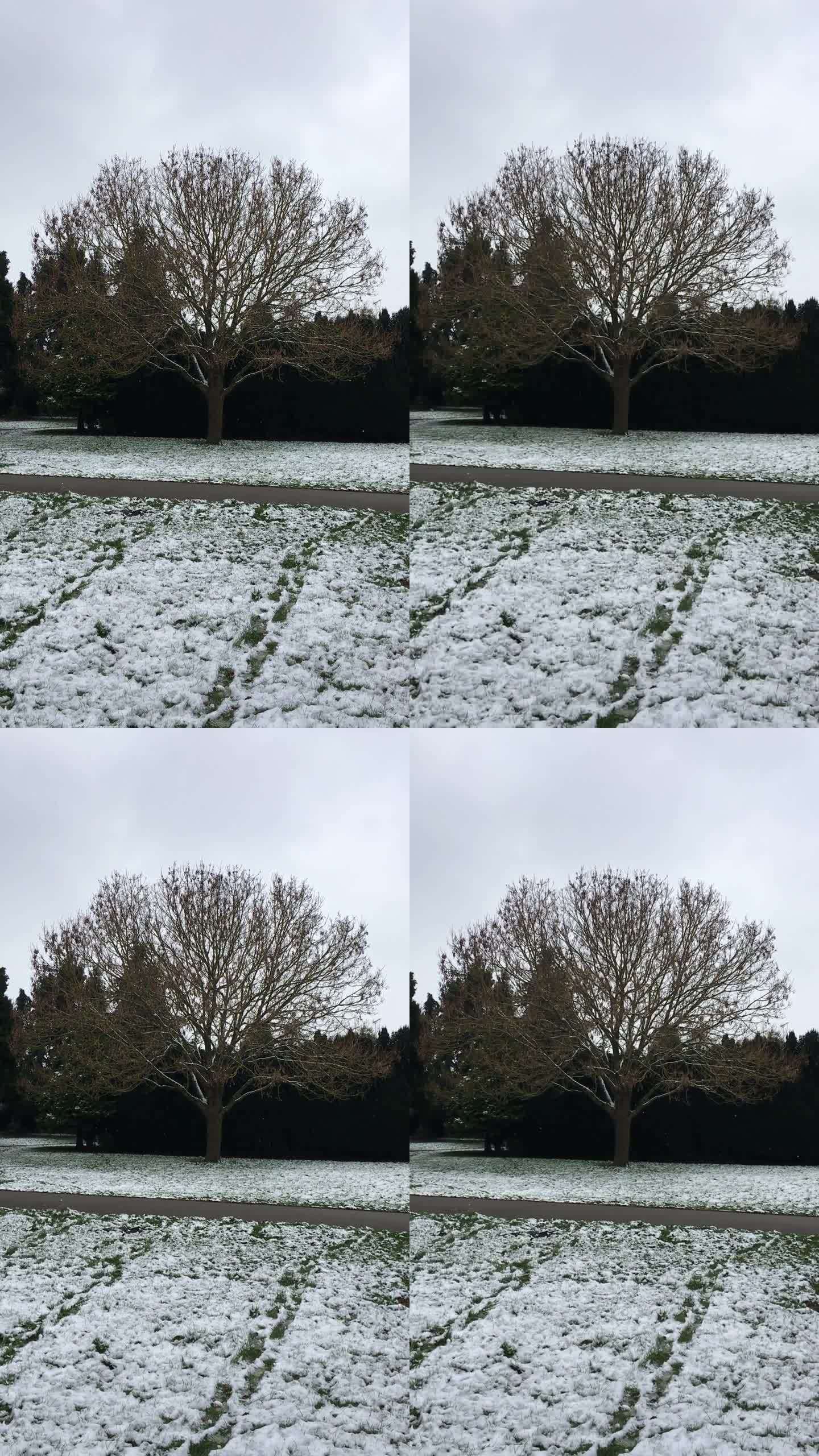 雪中常见的白蜡树