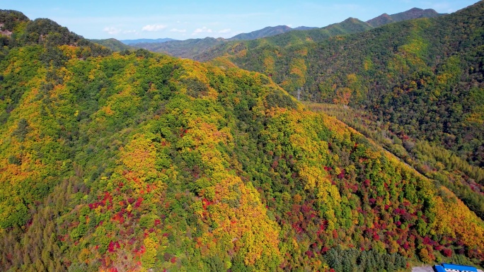 秋季风光 红叶 枫叶 农田 五花山 航拍