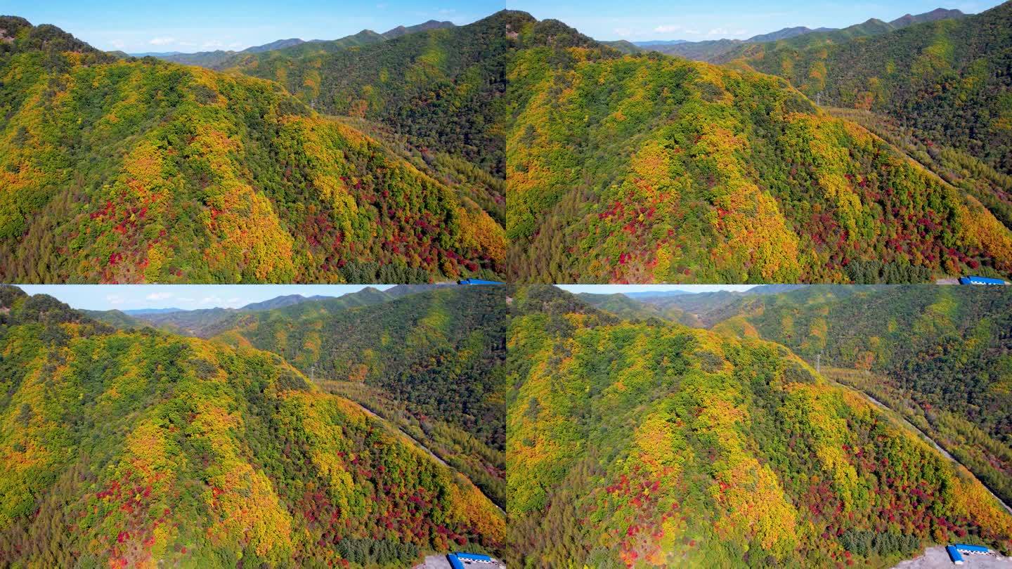 秋季风光 红叶 枫叶 农田 五花山 航拍