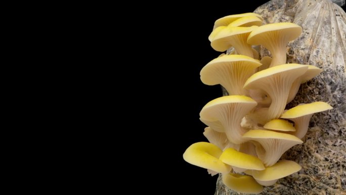 种植黄色的平菇从土壤中升起，延时4k镜头。