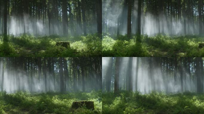 清晨森林 雾气 唯美