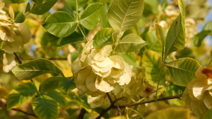 榆树花特写镜头