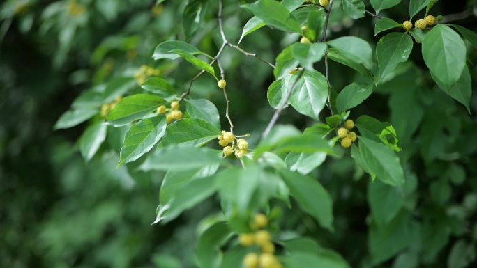 4K|柘木植物特写多角度合集