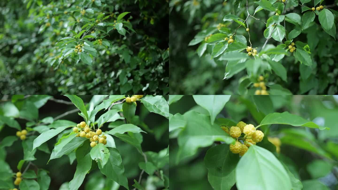 4K|柘木植物特写多角度合集