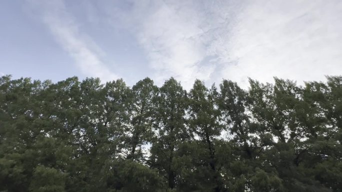 一排雄伟的树木沿着屏幕的下半部分，蓝色多云的天空在上半部分，复制空间添加文本-背景