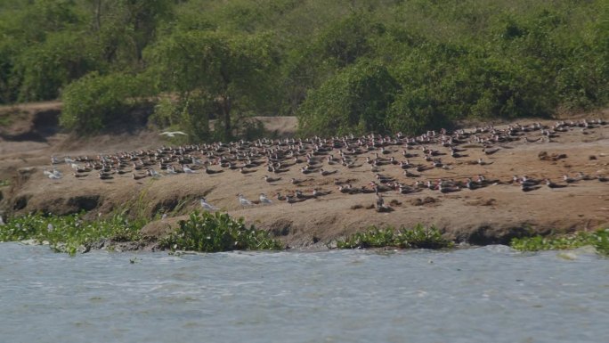 在非洲乌干达的伊丽莎白女王公园，卡津加运河岸边，成群的非洲掠鸟