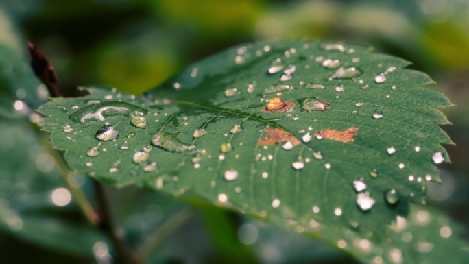 雨后一片大绿叶上的雨滴