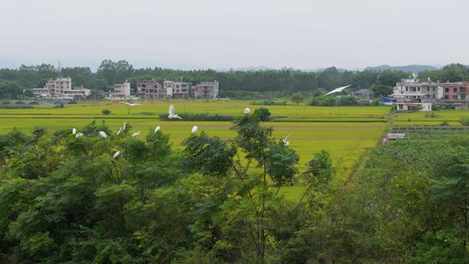 白鹭在田野里飞翔湿地公园野外