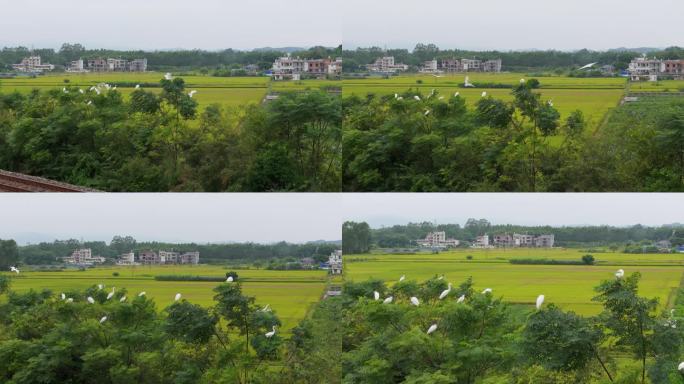 白鹭在田野里飞翔湿地公园野外