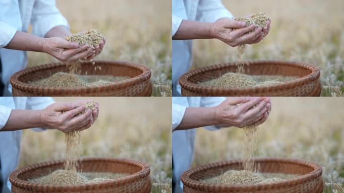 双手捧水稻  稻子