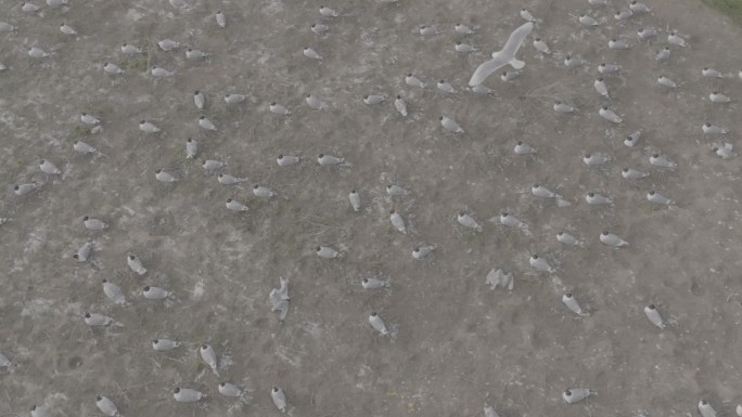 海鸥的筑巢群。筑巢期的黑头沙嘴鱼。鸥群鸟瞰图。以慢动作飞过一群鸟。10位未分级D-LOG视频。